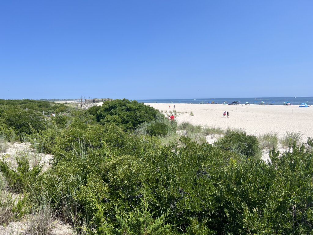 a beach with bushes and trees (MyCoast AI)