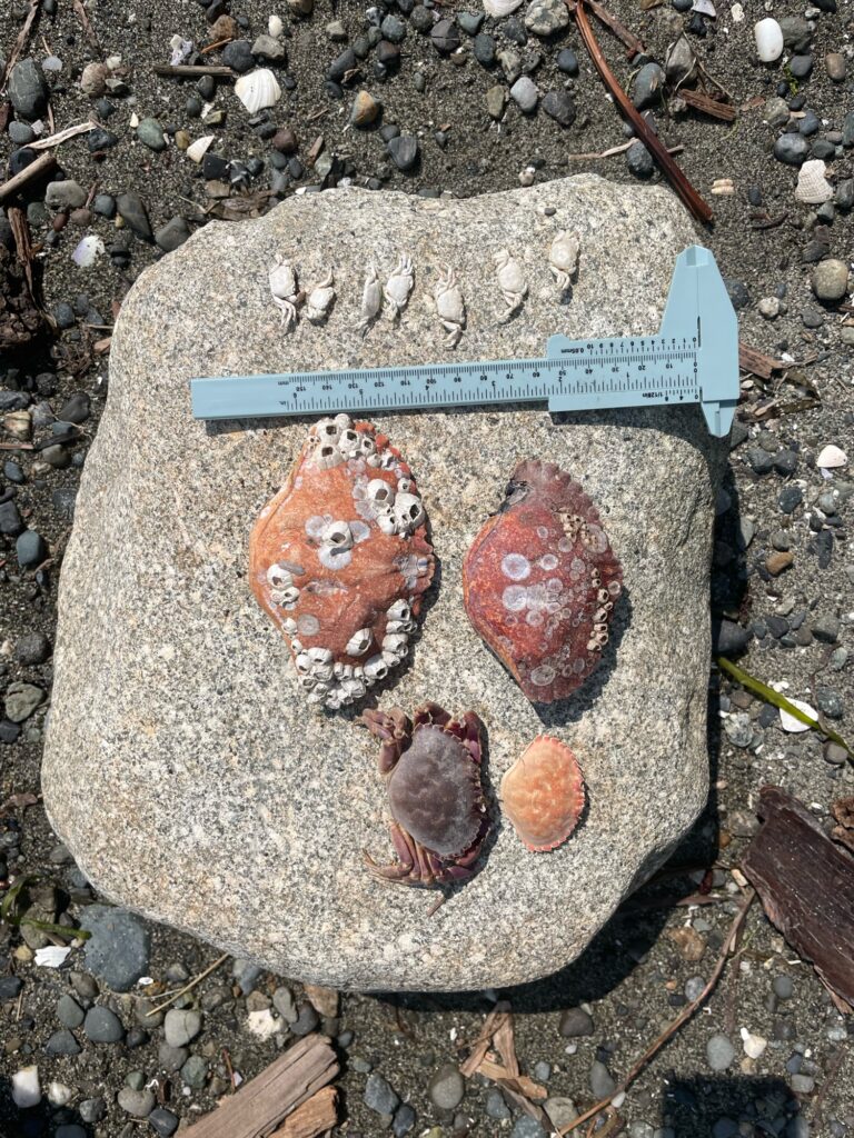 a group of rocks with a knife (MyCoast AI)