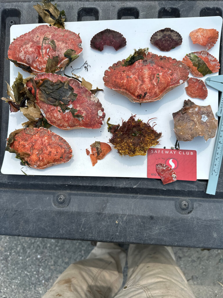 a plate of food (MyCoast AI)