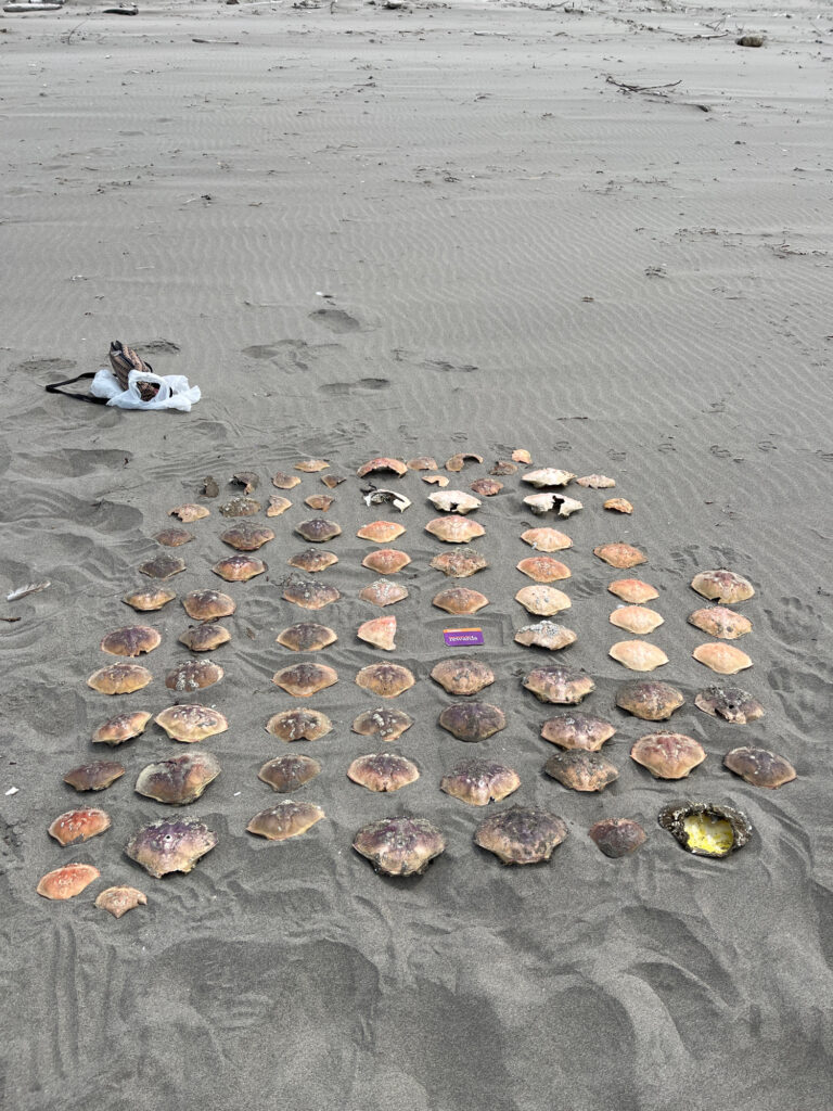 a bird on a beach (MyCoast AI)