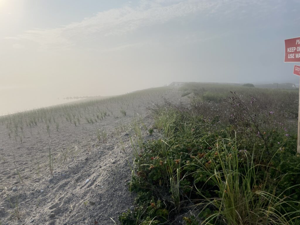 a dirt road with bushes on the side (MyCoast AI)