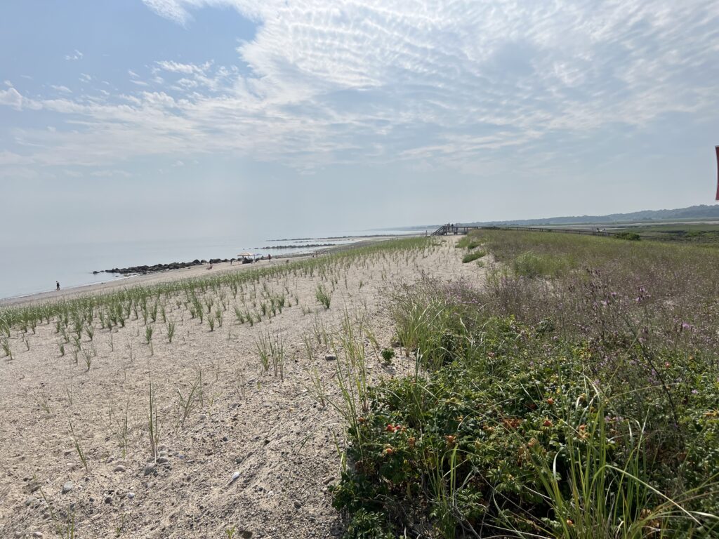 a field of plants (MyCoast AI)