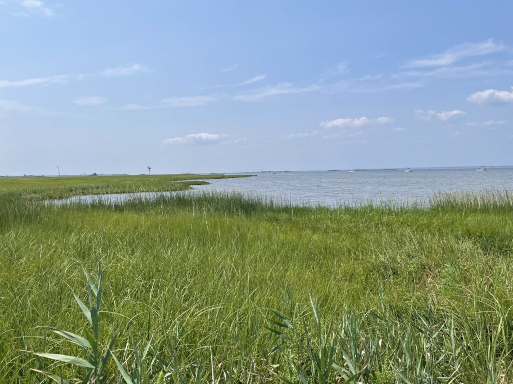 a grassy area with water in the background (MyCoast AI)