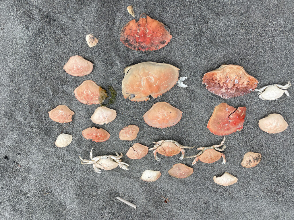 a group of rocks on the ground (MyCoast AI)