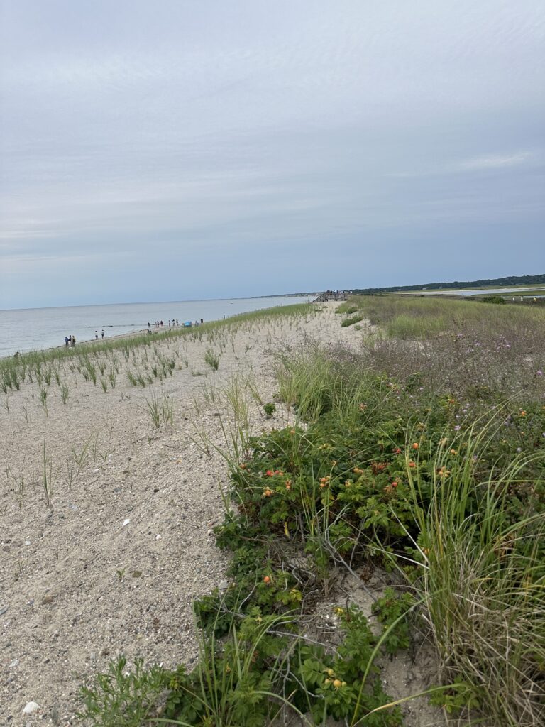 a beach with plants and water (MyCoast AI)