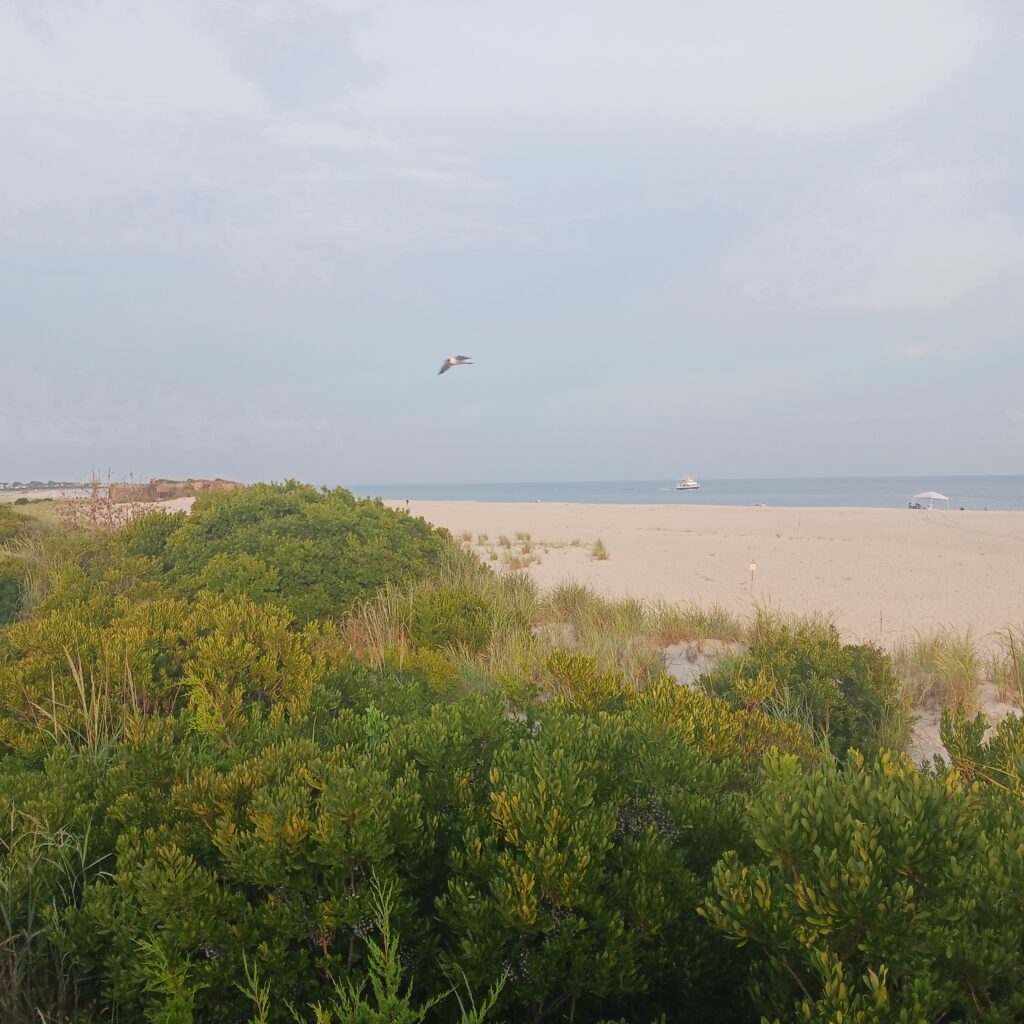 a bird flying over a beach (MyCoast AI)