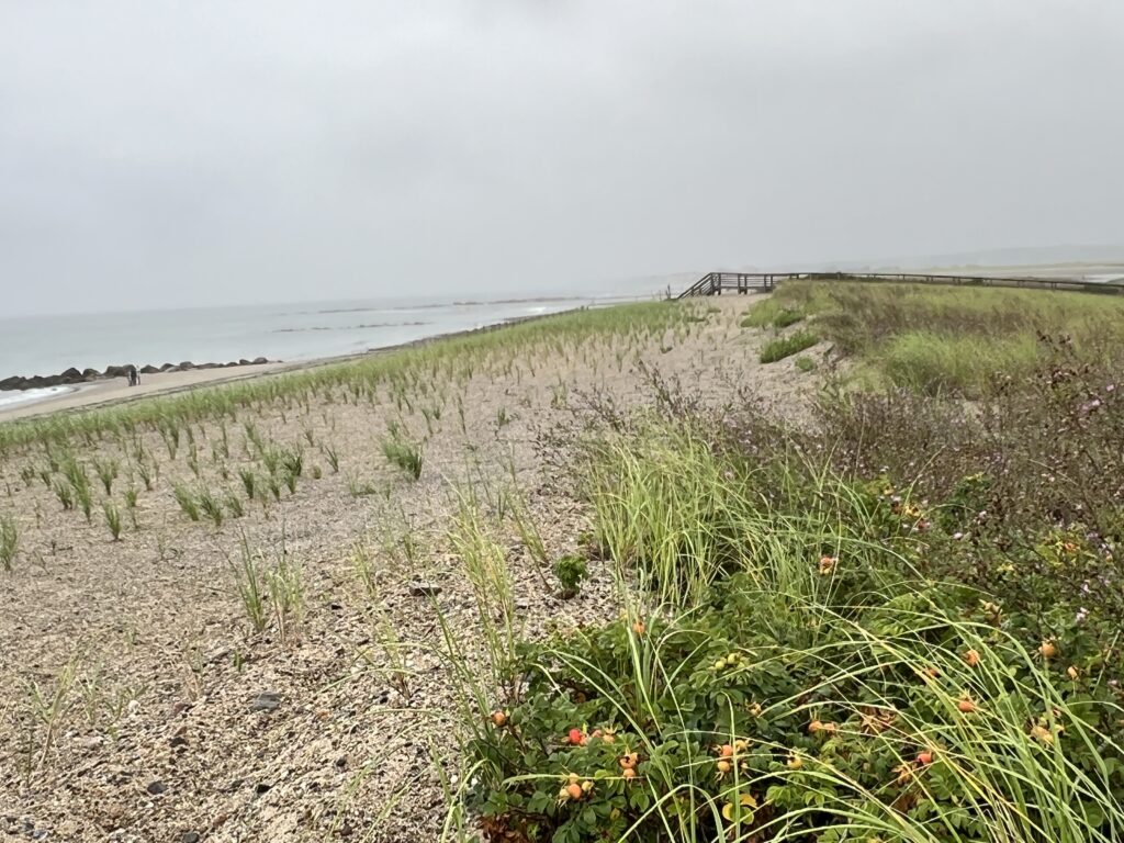 a beach with grass and bushes (MyCoast AI)