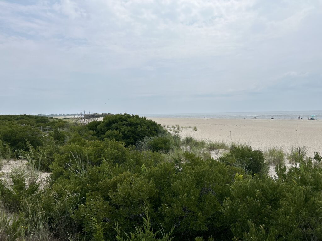 a beach with trees and bushes (MyCoast AI)