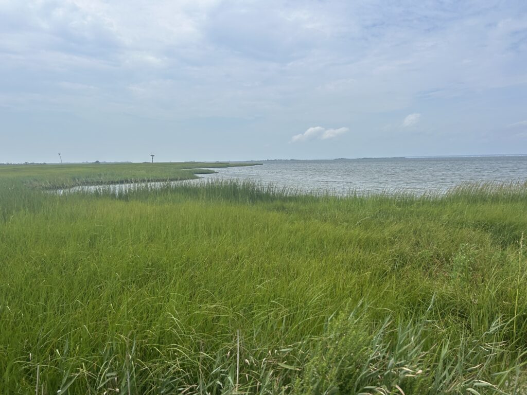 a grassy area next to a body of water (MyCoast AI)