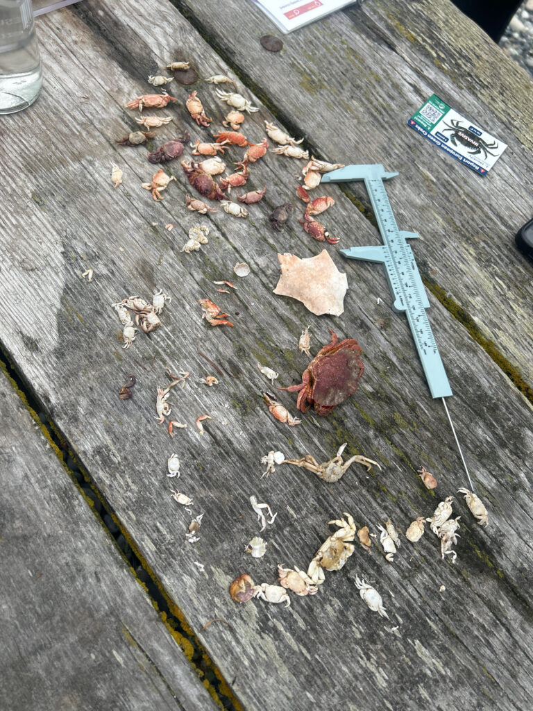 a pile of leaves on the ground (MyCoast AI)