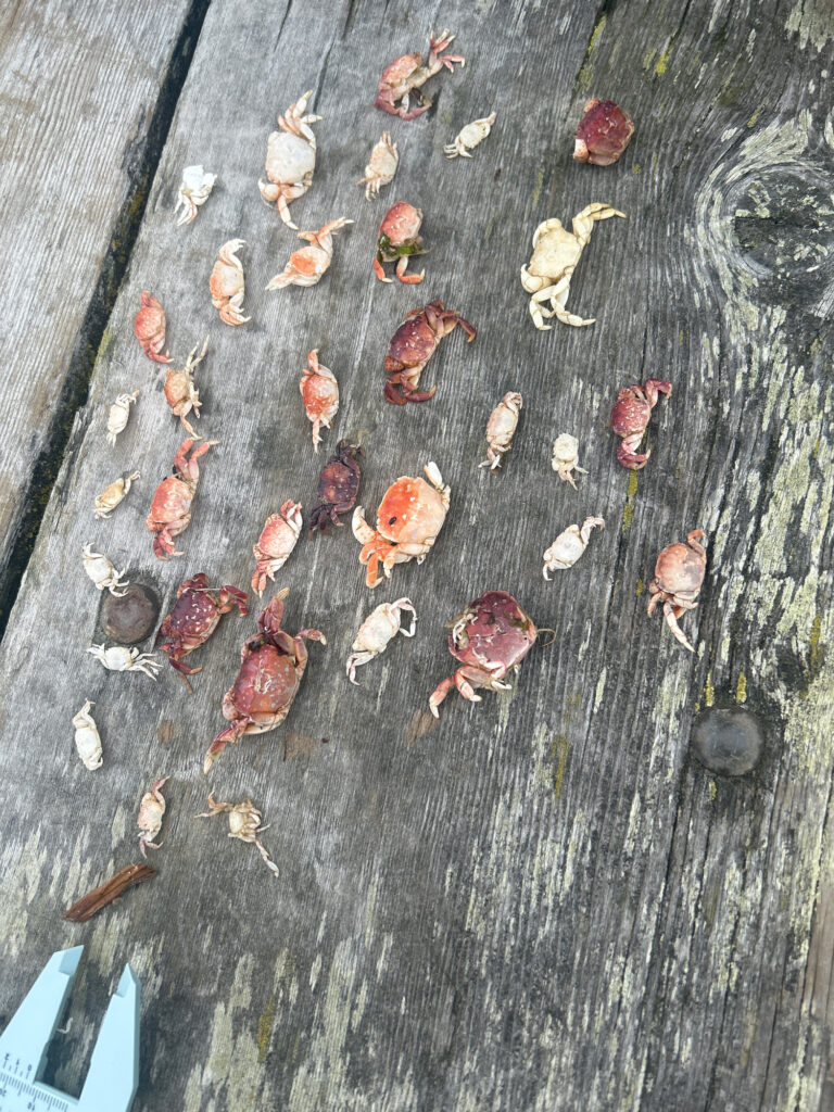 a group of small bugs on a wood surface (MyCoast AI)