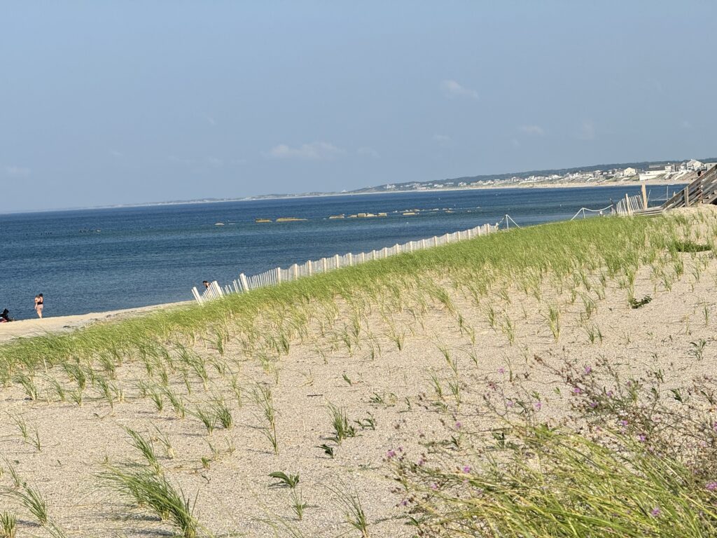 a beach with flowers (MyCoast AI)