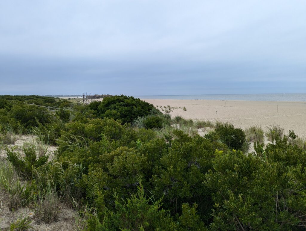 a beach with trees and bushes (MyCoast AI)