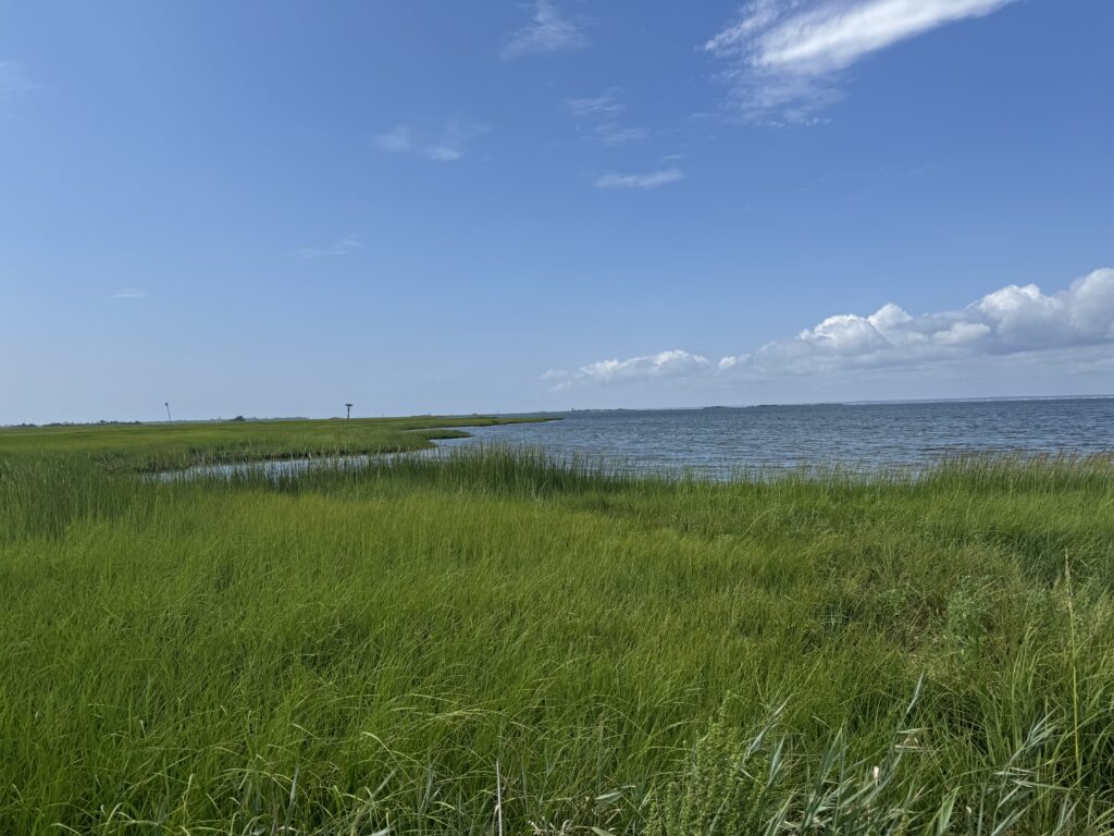 a grassy area next to a body of water (MyCoast AI)