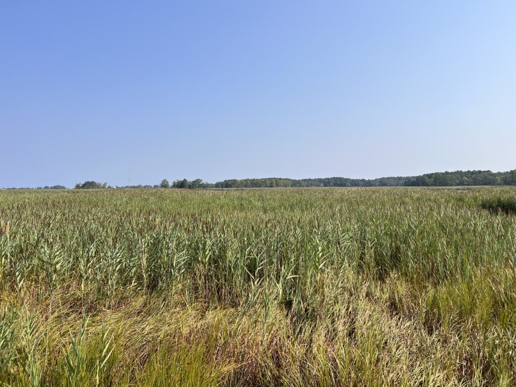 a grassy field with trees in the background (MyCoast AI)