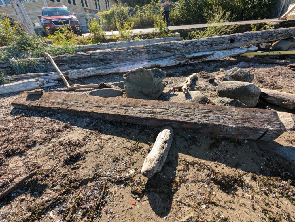 a lizard on a log (MyCoast AI)