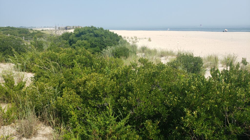 a field of green plants (MyCoast AI)