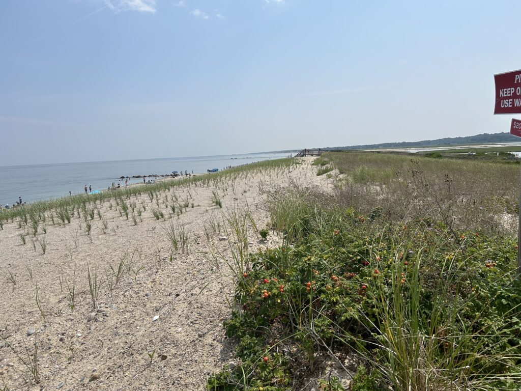 a beach with plants and water (MyCoast AI)