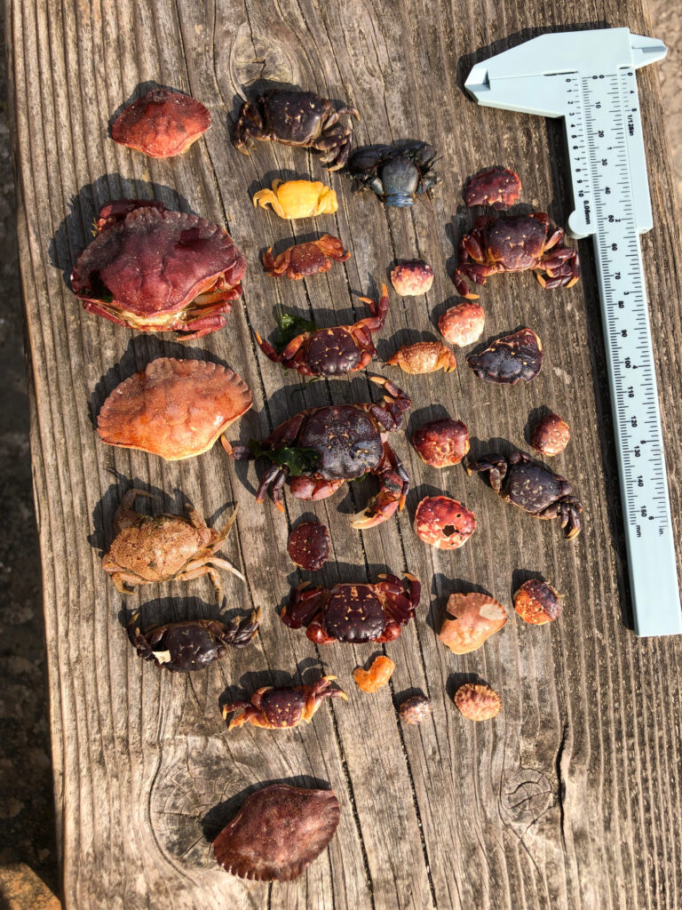 a group of small rocks (MyCoast AI)