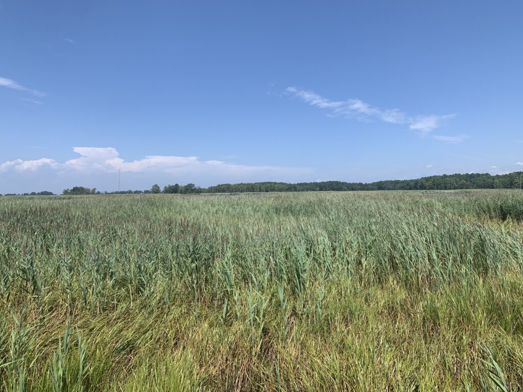 a grassy field with trees in the background (MyCoast AI)