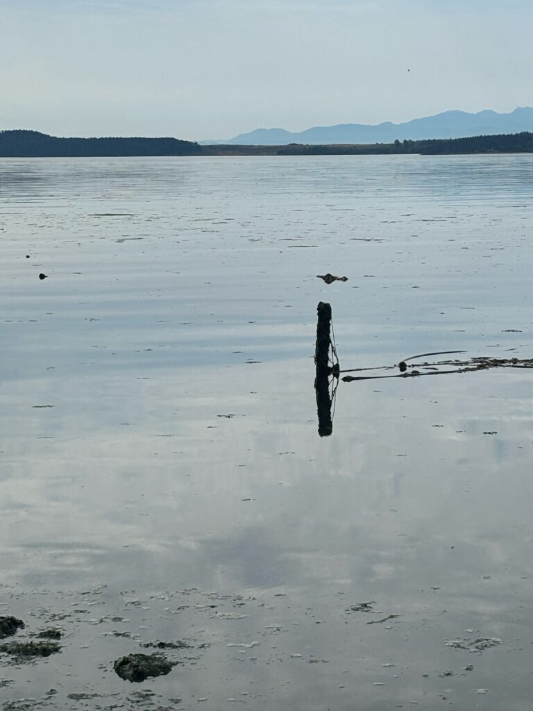 a group of sticks in the water (MyCoast AI)