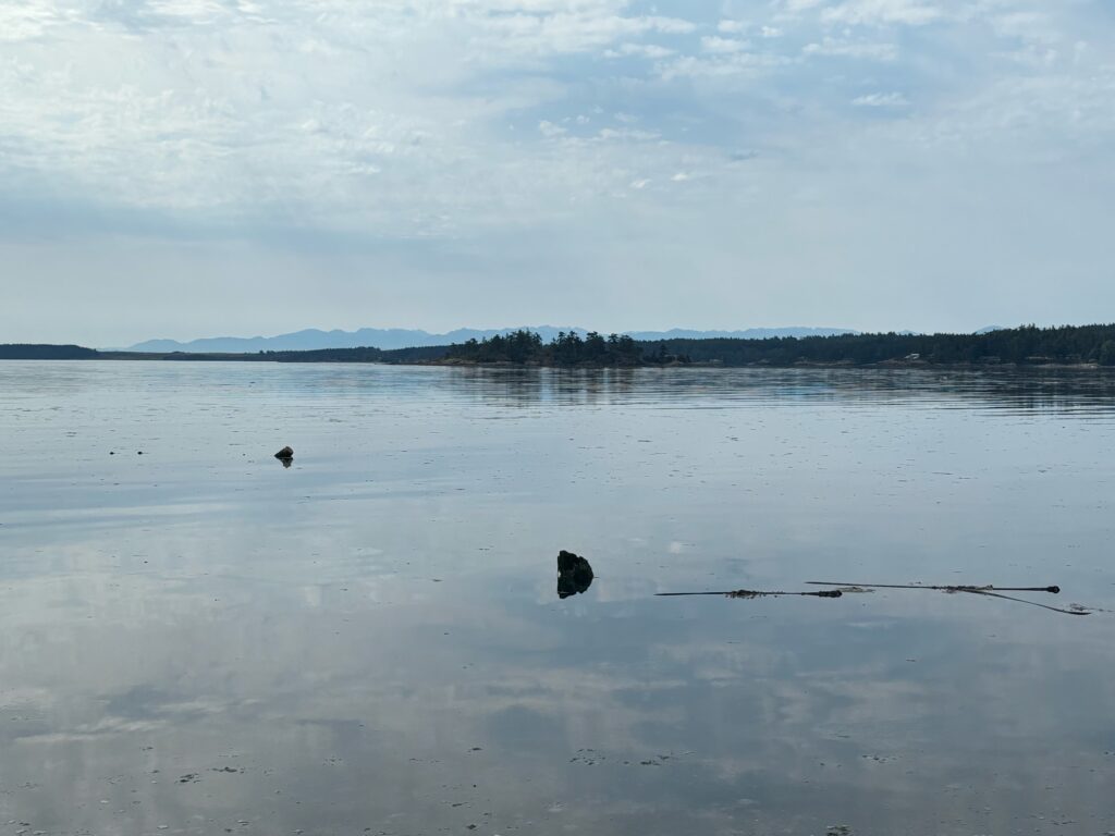 a bird on a beach (MyCoast AI)