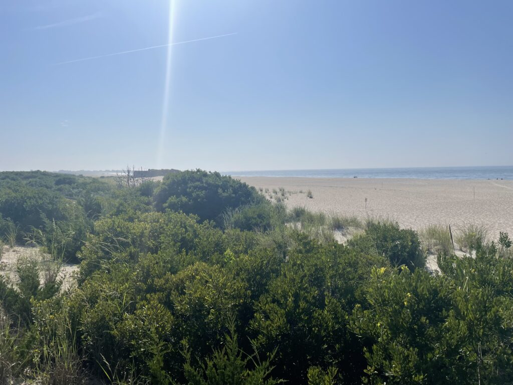 a landscape with trees and a body of water in the background (MyCoast AI)