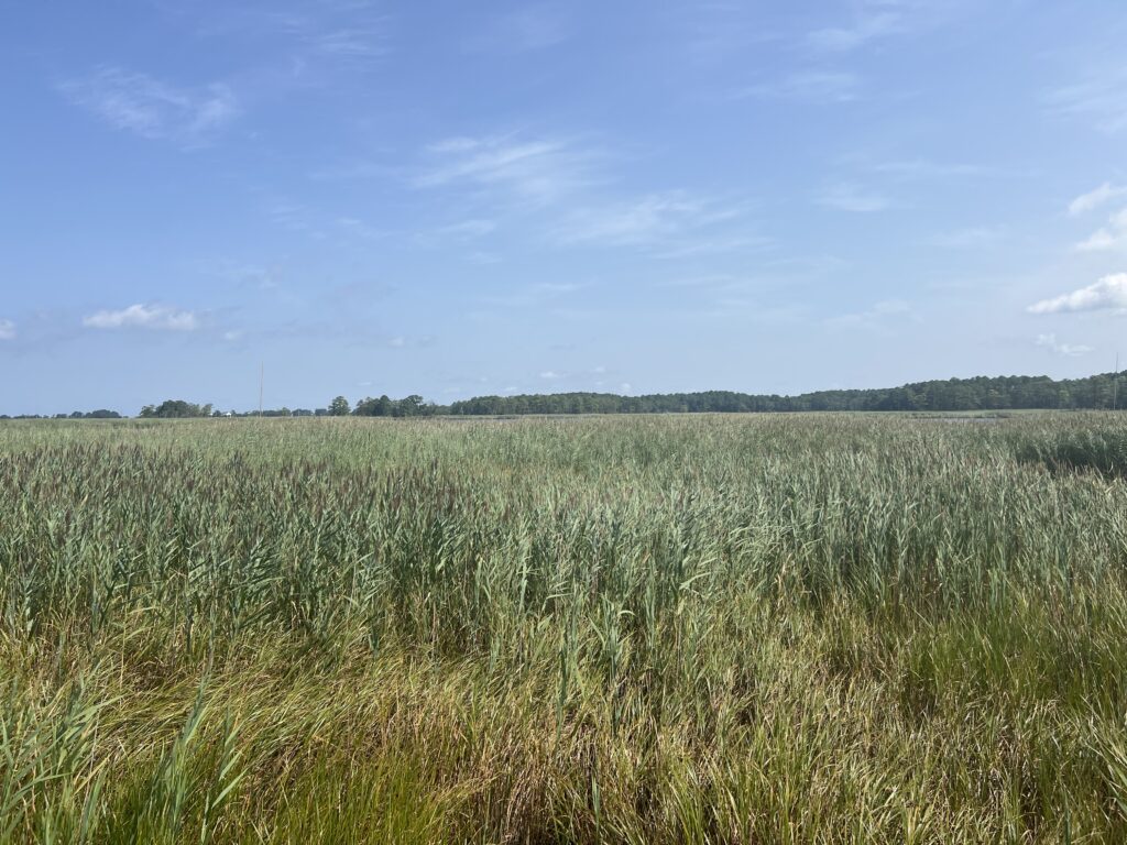 a field of grass (MyCoast AI)