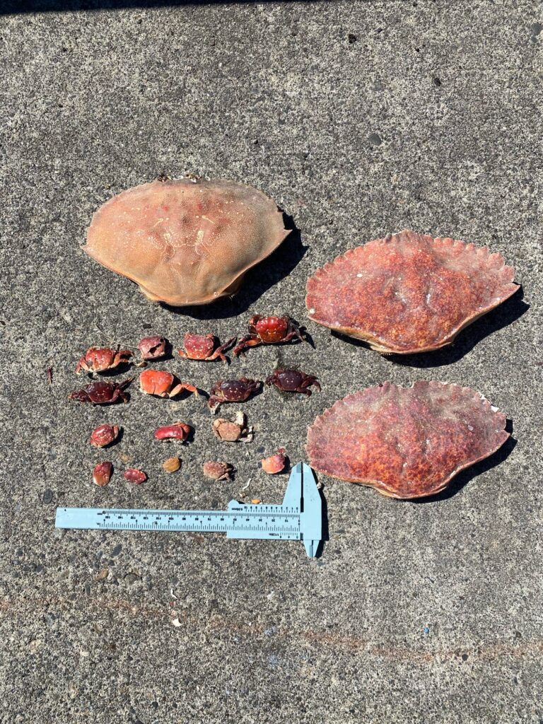 a group of rocks on a concrete surface (MyCoast AI)