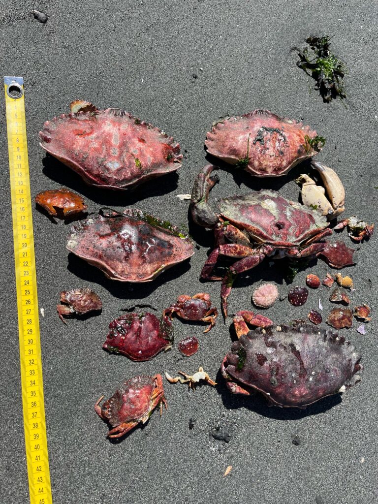 a group of red and black rocks (MyCoast AI)