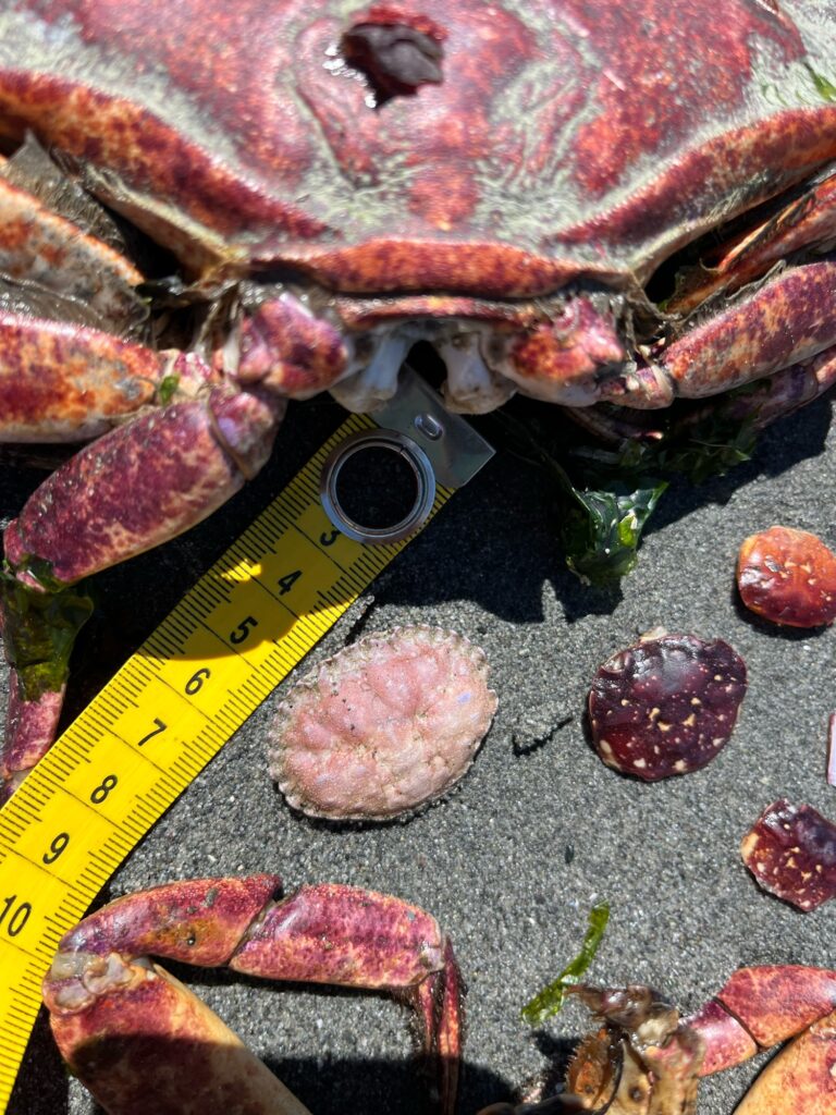 a measuring tape next to a pile of raw meat (MyCoast AI)