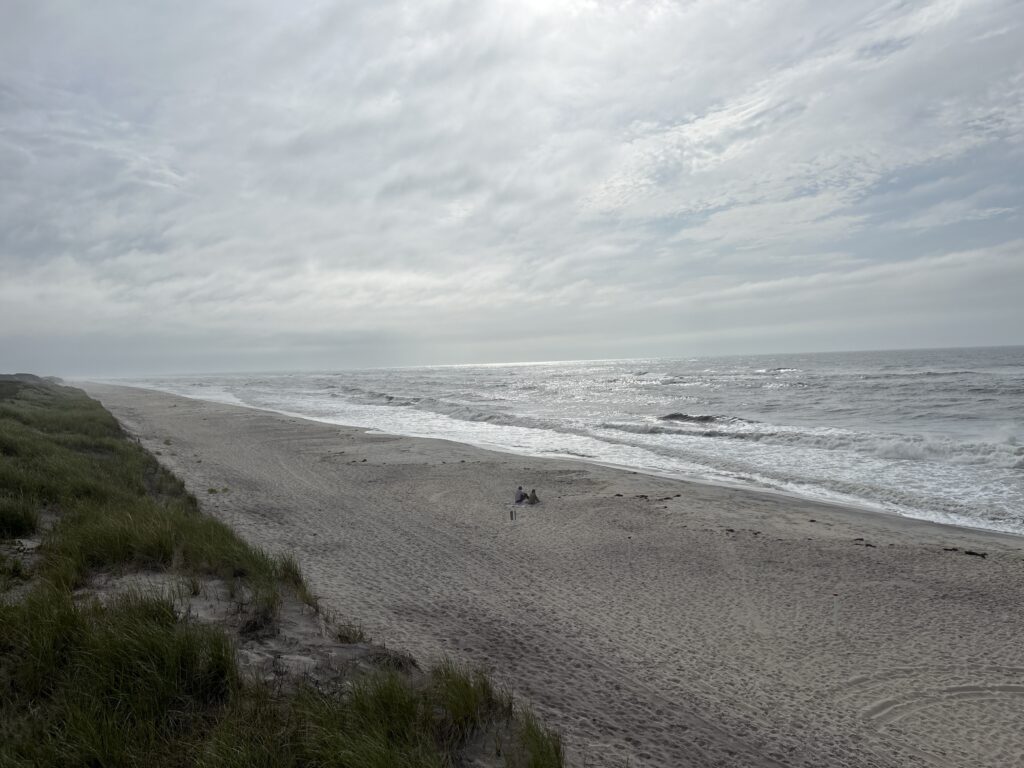 a couple of dogs on a beach (MyCoast AI)