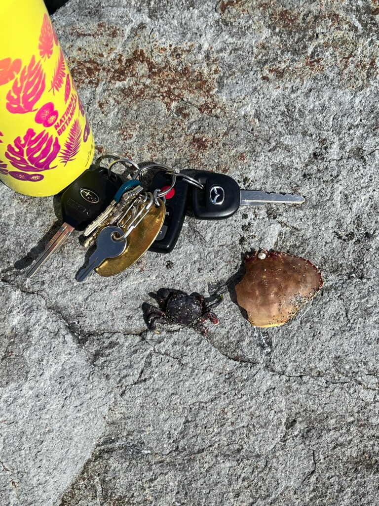 a crab on the sand (MyCoast AI)