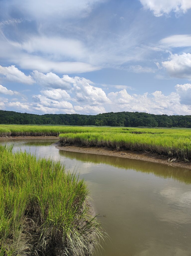 a river with grass and trees (MyCoast AI)