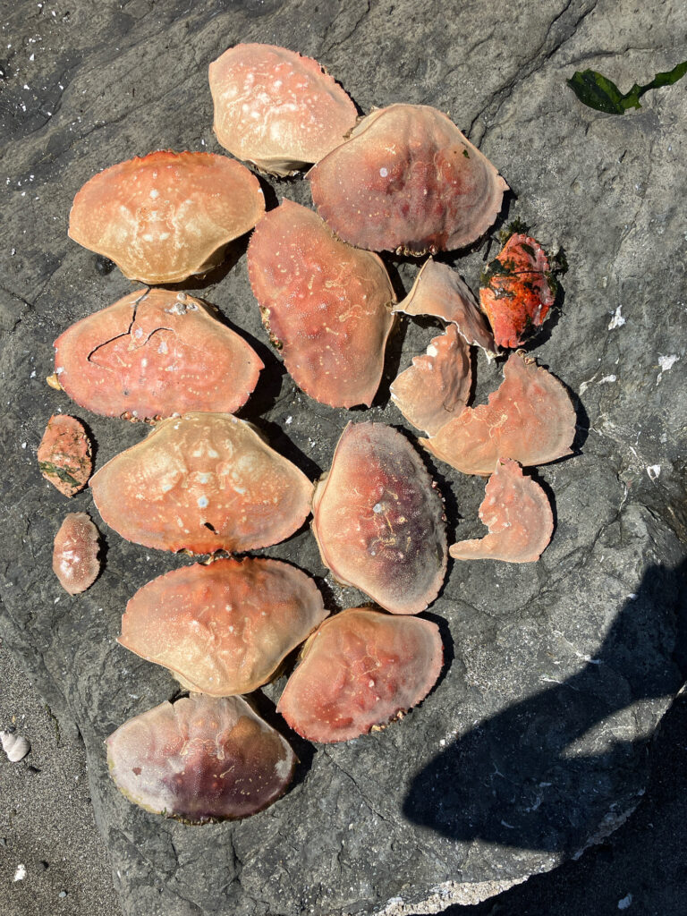 a group of mushrooms (MyCoast AI)