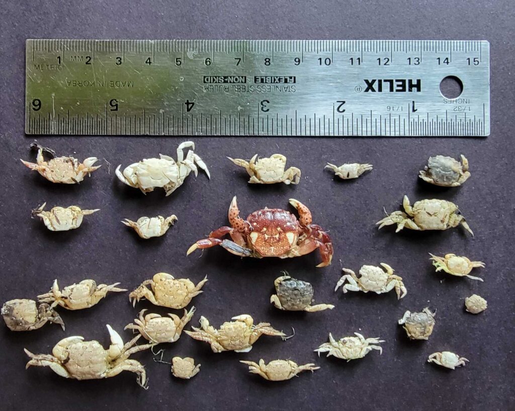 a group of turtles on a green surface (MyCoast AI)
