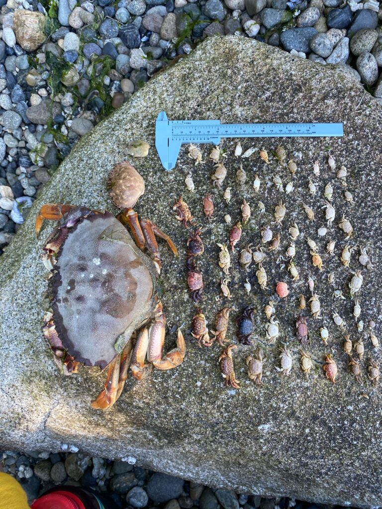 a crab on a rock (MyCoast AI)