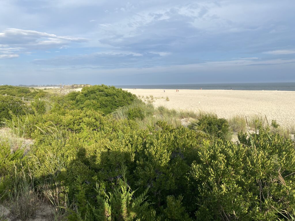 a field of green plants (MyCoast AI)