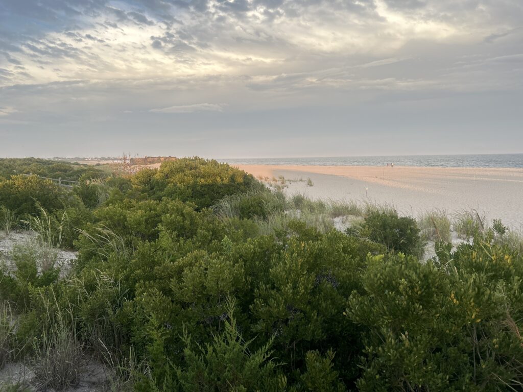 a beach with bushes and trees (MyCoast AI)