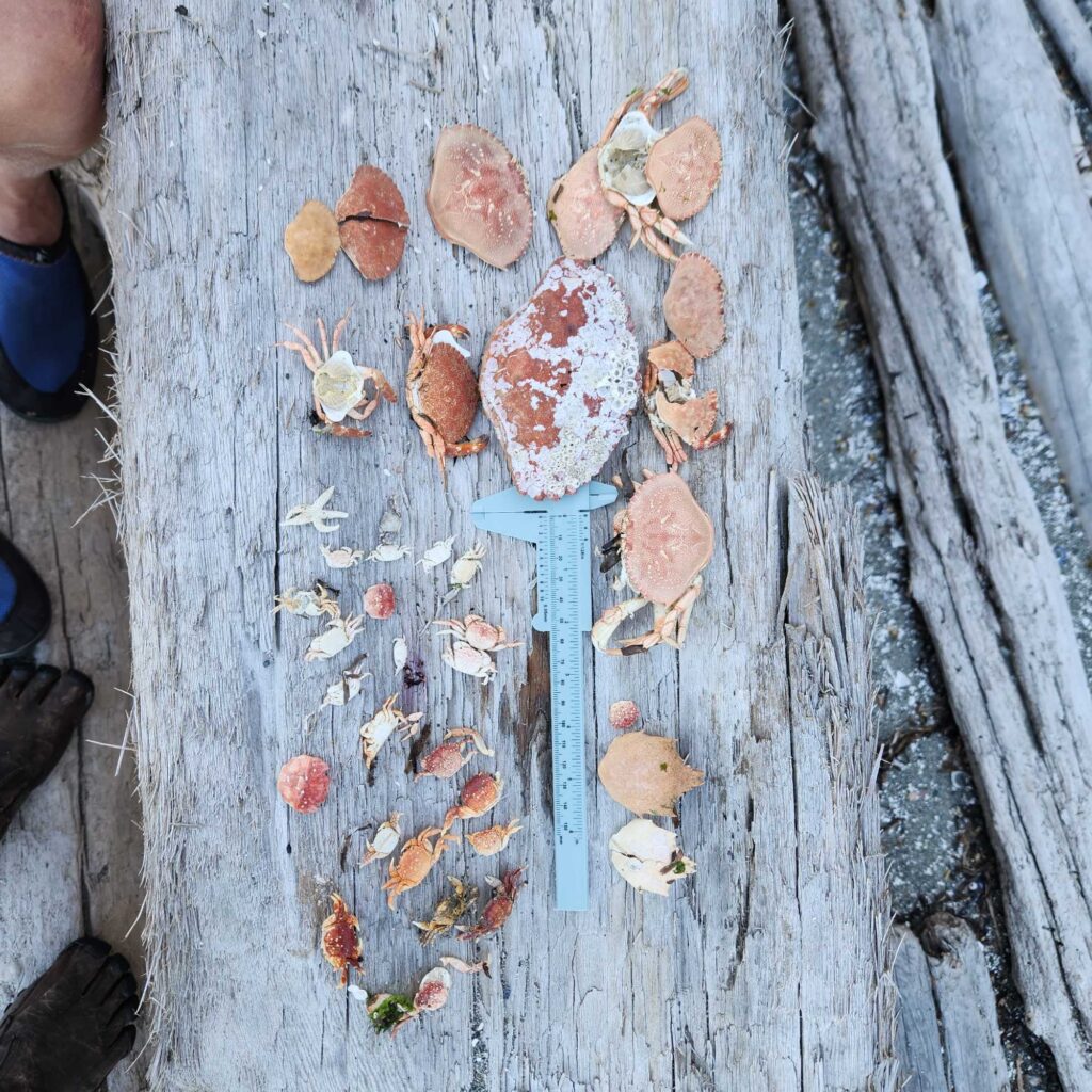 a group of mushrooms (MyCoast AI)