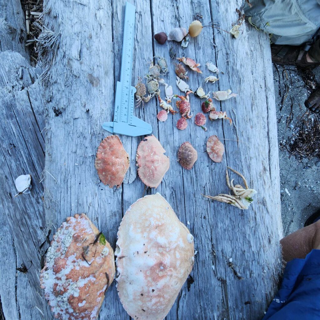 a group of mushrooms on a tree (MyCoast AI)