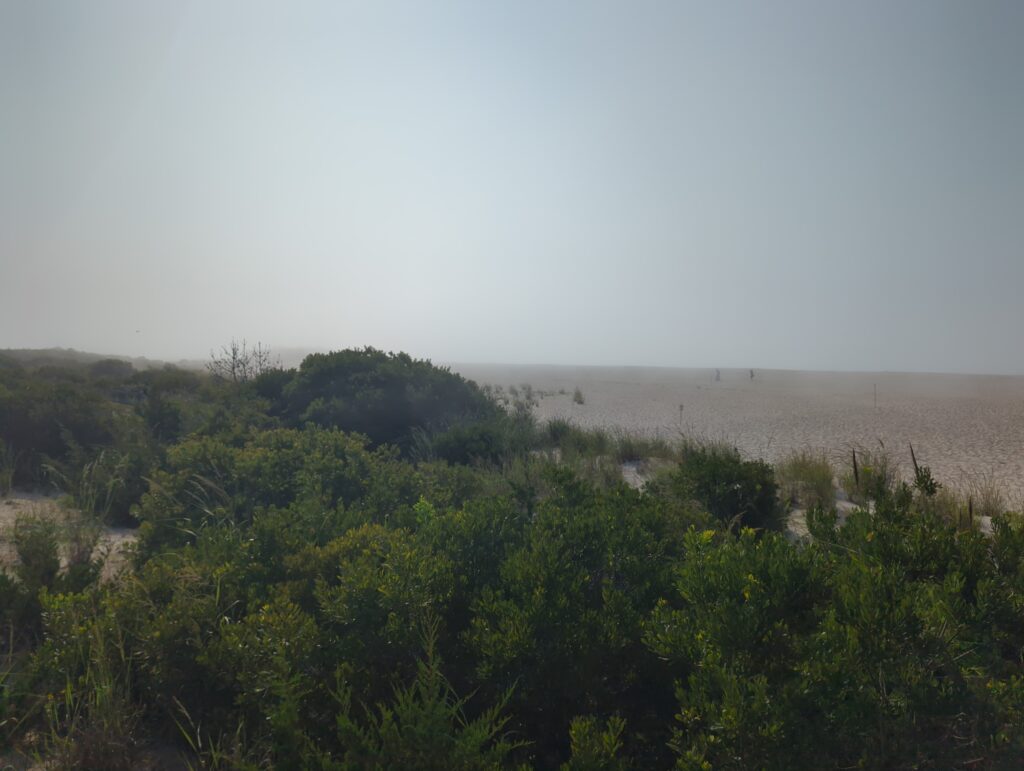 a landscape with trees and bushes (MyCoast AI)