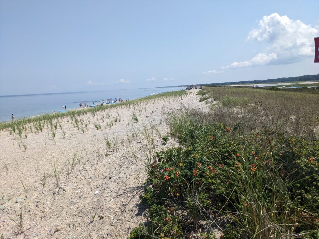 a sandy beach with plants and water (MyCoast AI)