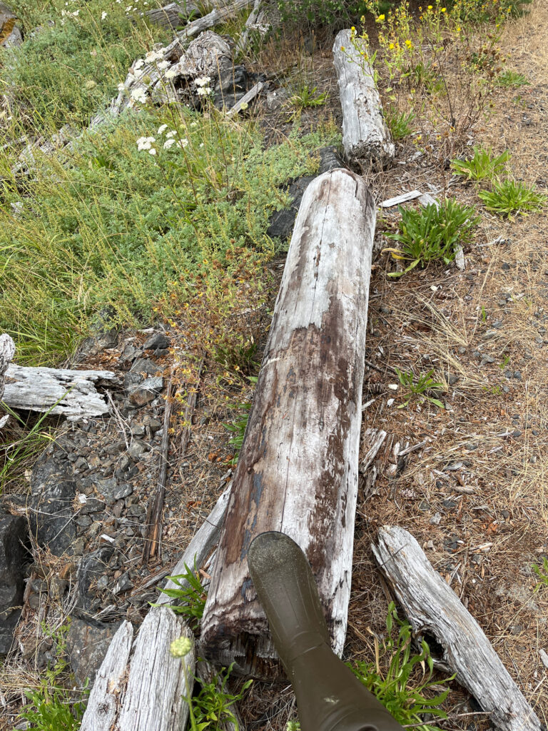 a group of logs in a forest (MyCoast AI)