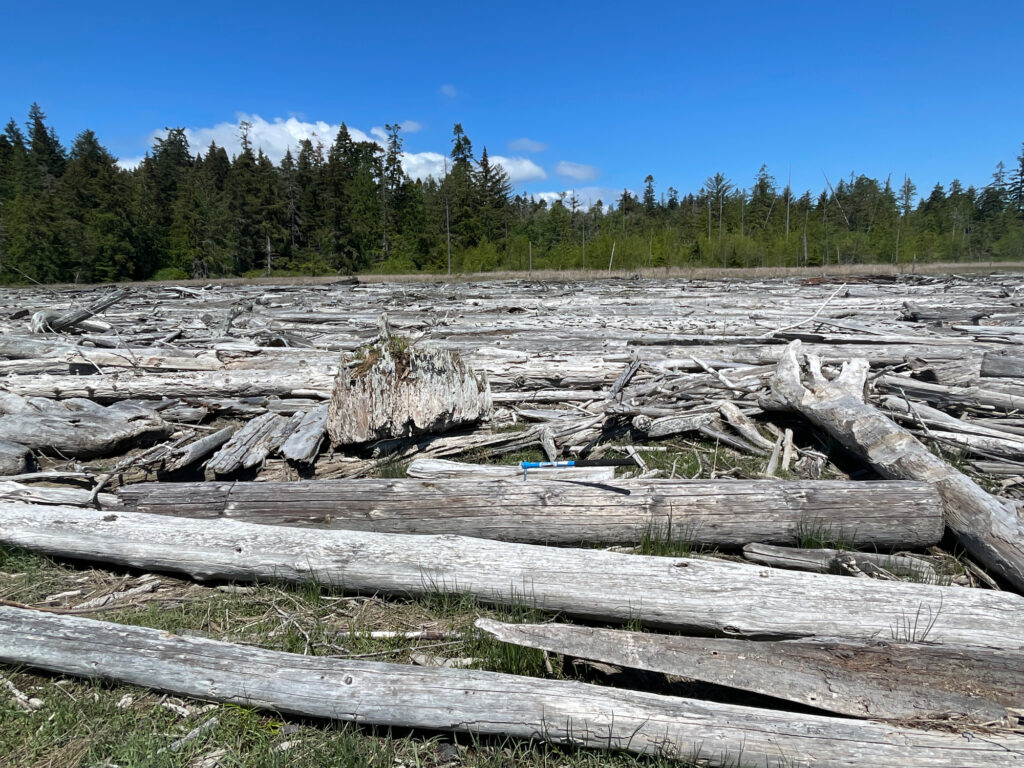 a group of logs in a field (MyCoast AI)