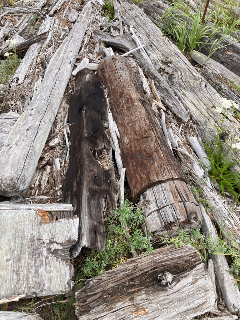 a group of logs (MyCoast AI)