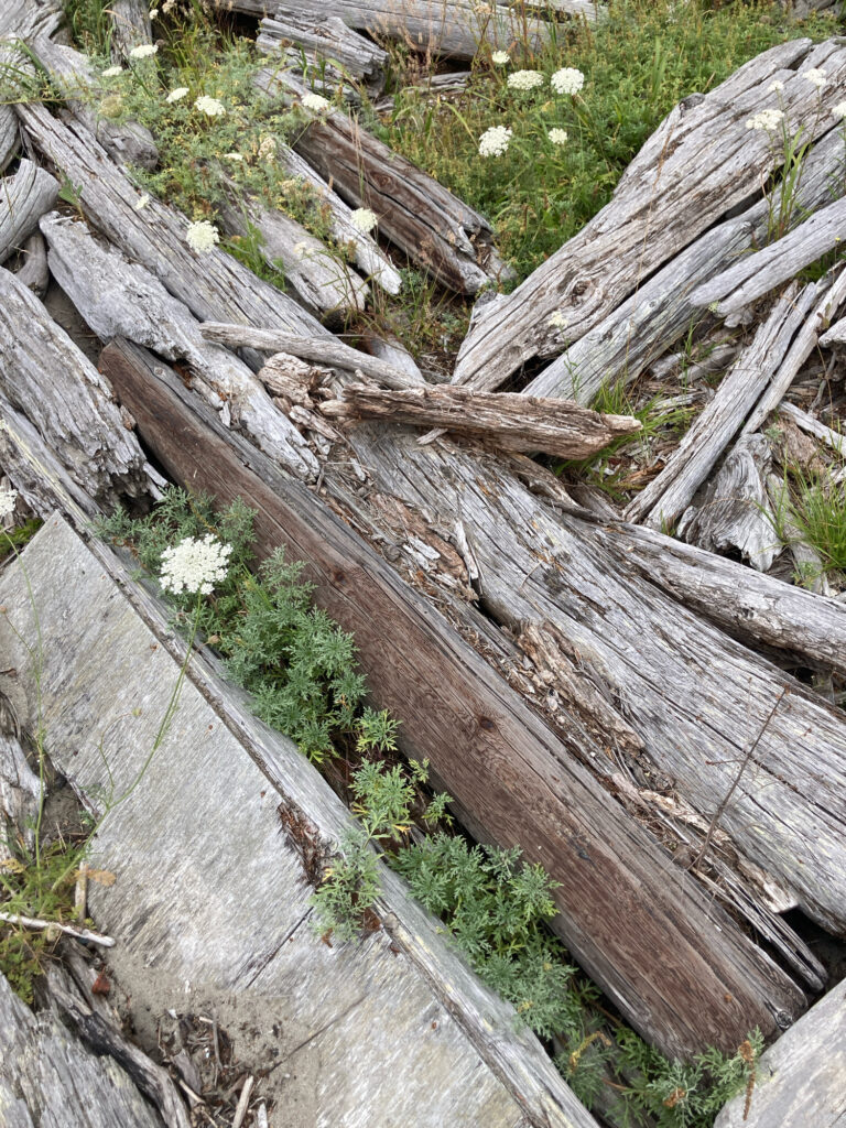 a group of logs (MyCoast AI)