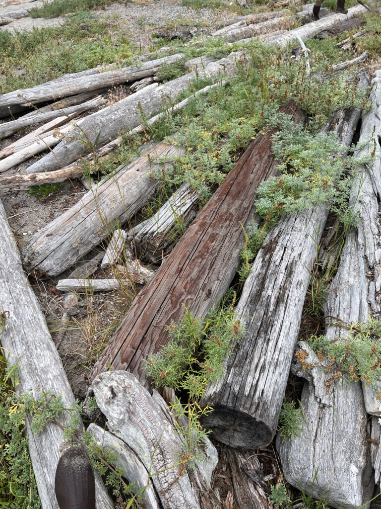 a group of logs (MyCoast AI)