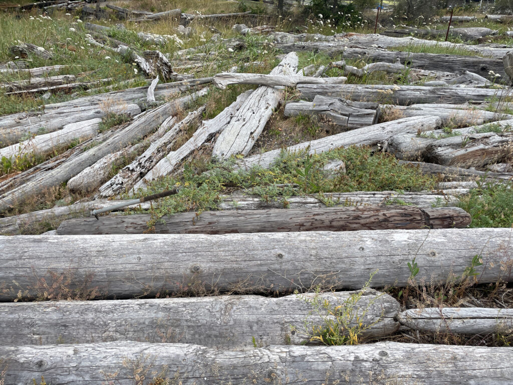 a pile of wood (MyCoast AI)