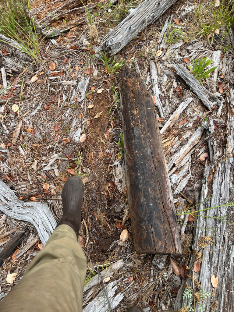 a person's foot on a tree stump (MyCoast AI)